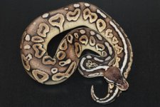 Pewter Male 2 WEB.jpg
