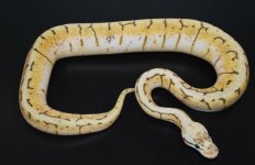Spinnerblast Female 1 WEB.jpg