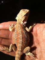 baby beardie 1.jpg