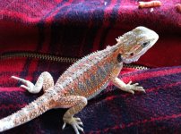 beardie 1 1.jpg