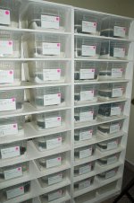 gecko-room-6.jpg