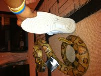 Nike and Rattle Snake .jpg