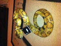 Front Snake Shot.jpg