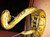 Rattle Snake Back Shot.jpg