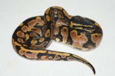 calicohighf82.JPG