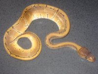 female pin.JPG
