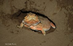 # A 10-15 Fabiolaeggs 005_edited-1.jpg