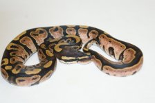 calicohighm76.JPG