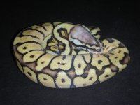 2011 pastel spider mojave.jpg
