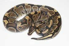 calicodarkf606.JPG