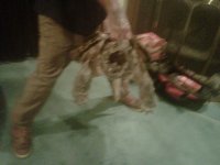 alligator snapper 4.jpg