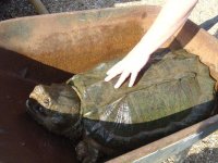 alligator snapper1.jpg