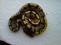 IMG00644-20110831-1745.jpg