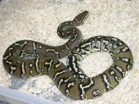 11-11 angolan male.jpg