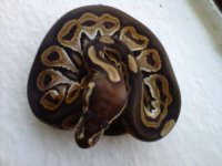 IMG00647-20110831-1747.jpg