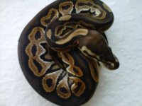 IMG00648-20110831-1747.jpg