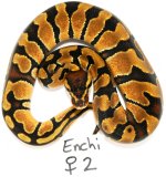 2011-enchi female2-Dec 007.jpg