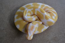 2011 female albinos 015 (500x333).jpg