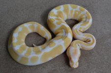 2011 female albinos 029 (500x333).jpg