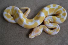 2011 male albinos 028 (470x313).jpg