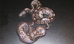 fire males out of eggs.jpg