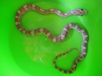 2011pippies 003.jpg