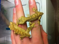 gecko 4.jpg