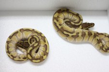 lesser enchi males.JPG