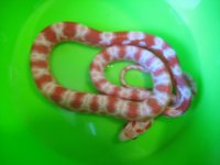 2011pippies 026.jpg