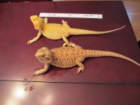 Dragons 008.jpg