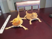 Dragons 010.jpg