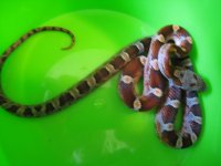 2011pippies 017.jpg