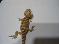 DSC00243.jpg