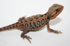 trans silk poss het hypo from lavender line.JPG