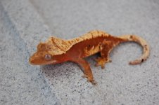 DSC_0044.jpg
