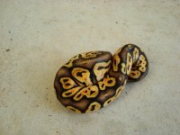 pastelcalico 7.JPG