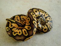 pastelcalico 11.JPG