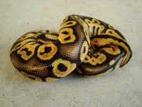 pastelcalico 13.JPG