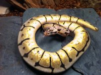 BUMBLE BEE 550G.jpg