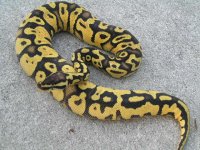 snakes Jan.2009 036 (640x480).jpg