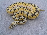 snakes Jan.2009 014 (640x480).jpg