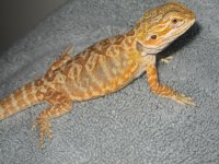 female3.jpg