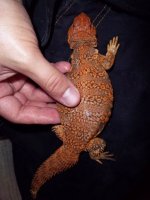 uro red female.jpg
