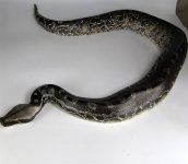 Black Blood Female for Sale 2.jpg