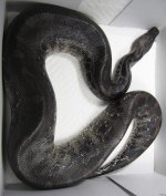 Black Blood Female for sale.jpg