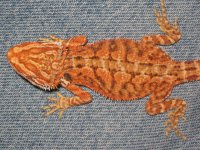 IMG_1576.JPG