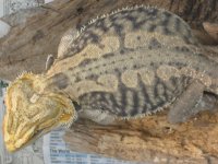 IMG_1613.JPG