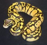 fireflyfemale1.jpg
