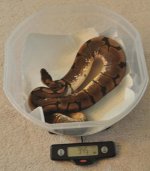 Chimaira weight edited.jpg