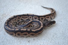 2011 snakes for sale 039 (500x333).jpg